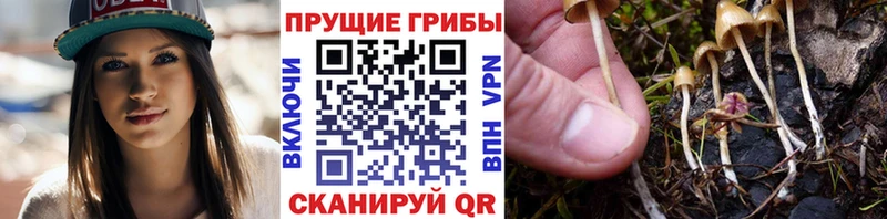 Псилоцибиновые грибы MAGIC MUSHROOMS  Купить  Химки 